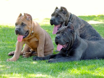 Confidential kennels shop cane corso